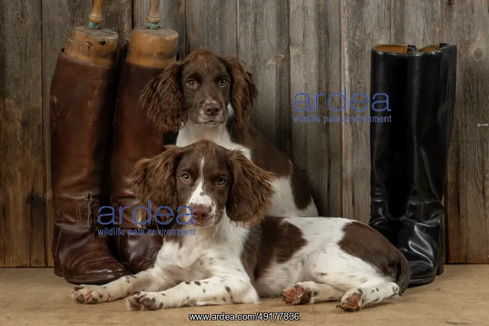 : DOGS. Springer Spaniel puppies : DOGS. Springer Spaniel puppies