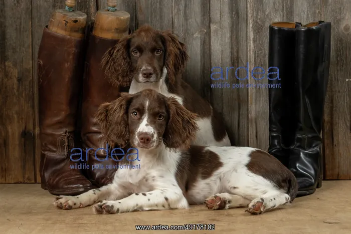 : DOGS. Springer Spaniel puppies : DOGS. Springer Spaniel puppies