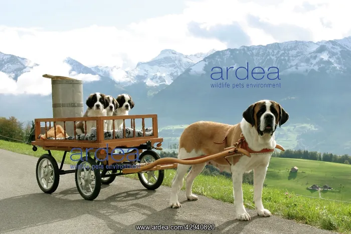  : Dogs - St. Bernard female with three puppies in cart