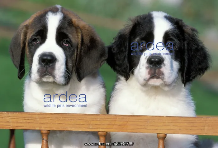  : Dogs - St. Bernard puppies 8 weeks old sitting in cart