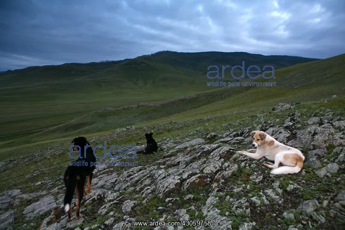 : Dogs in the steppe near the monastery Amarbayasgalant : Dogs in the steppe near the monastery Amarbayasgalant