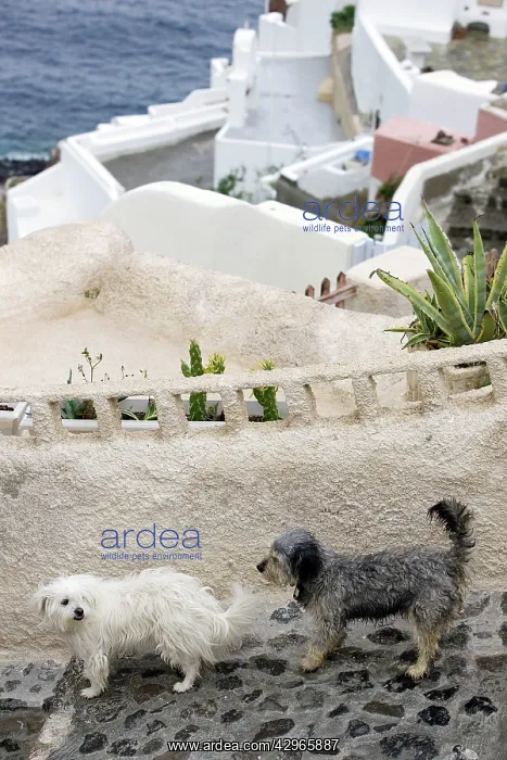 : Dogs - Stray : Dogs - Stray
