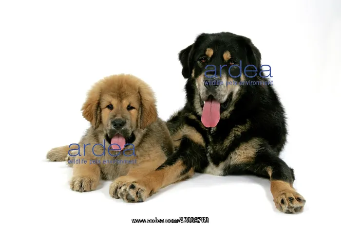  : Dogs - Tibetan Mastiff adult & 10 wk old puppy
