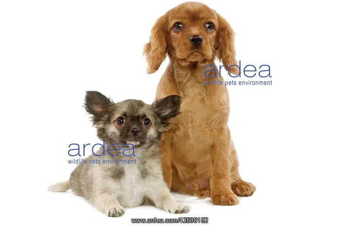 : Dogs - Tibetan Spaniel and Cavalier King Charles puppies : Dogs - Tibetan Spaniel and Cavalier King Charles puppies