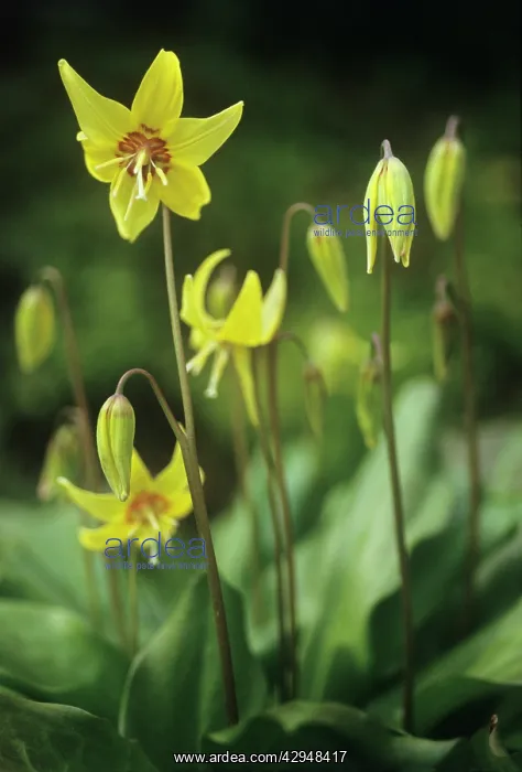 : Dog's tooth violet : Dog's tooth violet