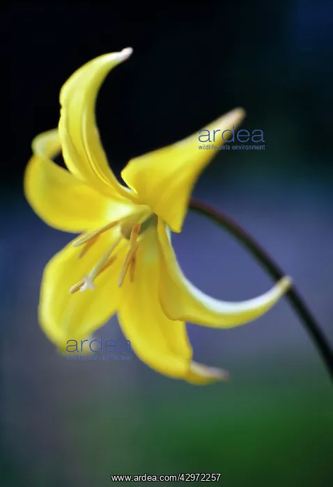 : Dog's tooth violet : Dog's tooth violet
