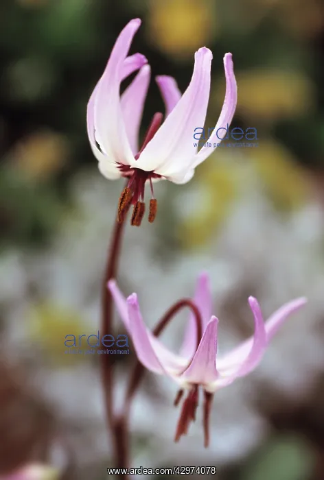 : Dog's tooth violet : Dog's tooth violet