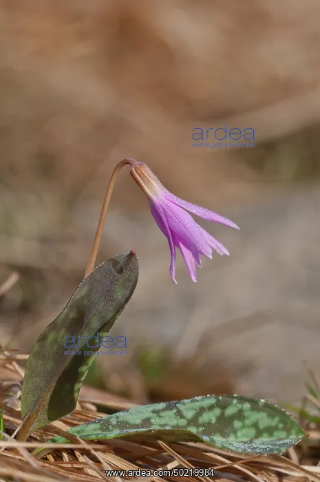 : Dog's tooth Violet (Erythronium dens-canis) in the first light of the morning, Liguria, Italy : Dog's tooth Violet (Erythronium dens-canis) in the first light of the morning, Liguria, Italy