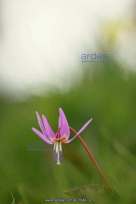 : Dog's tooth violet, Erythronium dens-canis Old