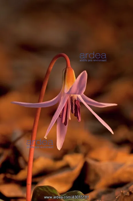 : Dog's Tooth Violet in morning light : Dog's Tooth Violet in morning light