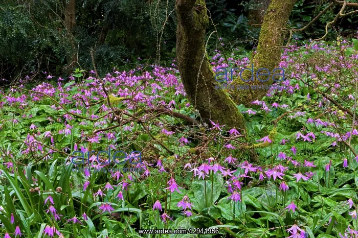 : Dog's Tooth Violet - named Knightshayes Pink - : Dog's Tooth Violet - named Knightshayes Pink -