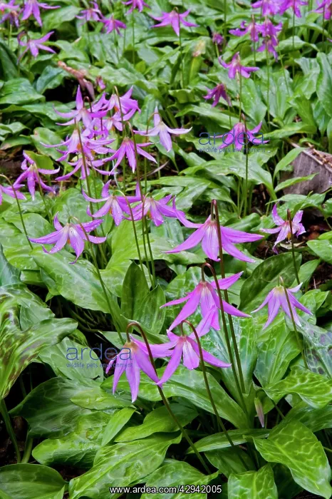: Dog's Tooth Violets - Knightshayes Pink : Dog's Tooth Violets - Knightshayes Pink