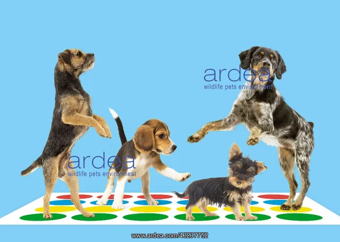 : Four dogs on Twister mat Four dogs on Twister : Four dogs on Twister mat Four dogs on Twister