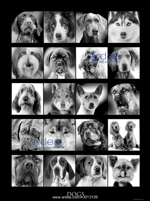  : Dogs - variety of breeds