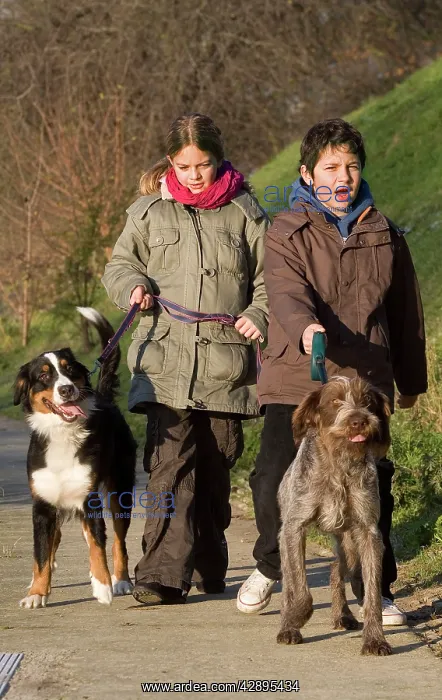 : Dogs - being walked by young children / teenagers : Dogs - being walked by young children / teenagers