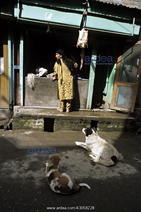 : Dogs watching a stall India : Dogs watching a stall India