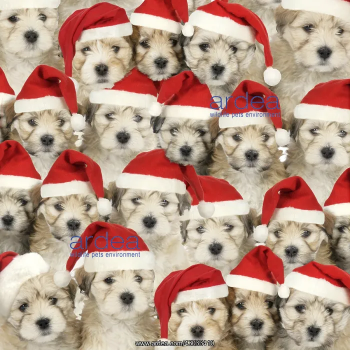 : Dogs wearing Christmas hats. Digital manipulation : Dogs wearing Christmas hats. Digital manipulation