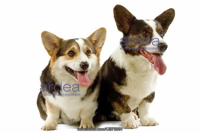  : Dogs - Welsh Corgi