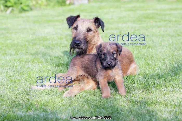 : Dogs - Westfalia / Westfalen Terrier - puppy with : Dogs - Westfalia / Westfalen Terrier - puppy with