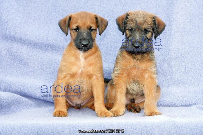 : Dogs - Westfalia / Wetfalen Terrier Puppies - 2 : Dogs - Westfalia / Wetfalen Terrier Puppies - 2