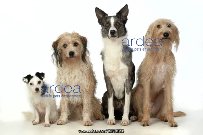 : DOGS. X4 dogs sitting together cross breeds : DOGS. X4 dogs sitting together cross breeds