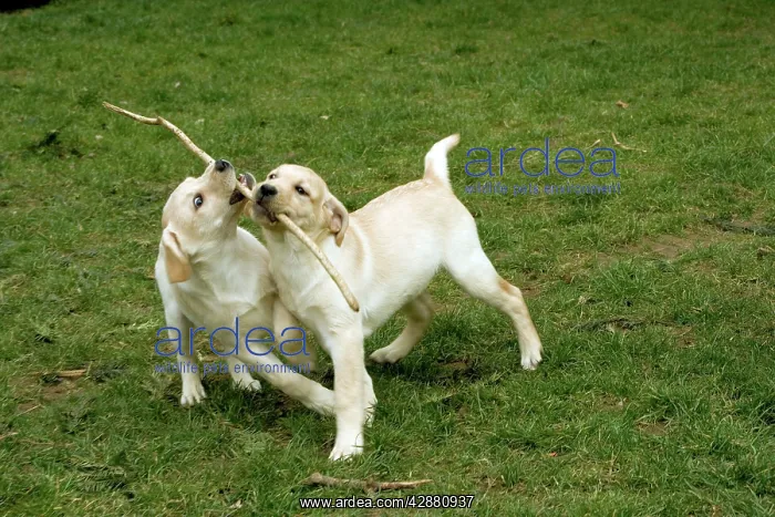 : Dogs - Yellow Labrador - Puppies playing with stick together : Dogs - Yellow Labrador - Puppies playing with stick together