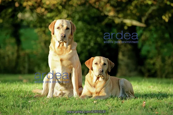 : Dogs - Yellow Labrador Retrievers lying down on grass : Dogs - Yellow Labrador Retrievers lying down on grass