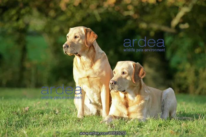: Dogs - Yellow Labrador Retrievers lying down on grass : Dogs - Yellow Labrador Retrievers lying down on grass