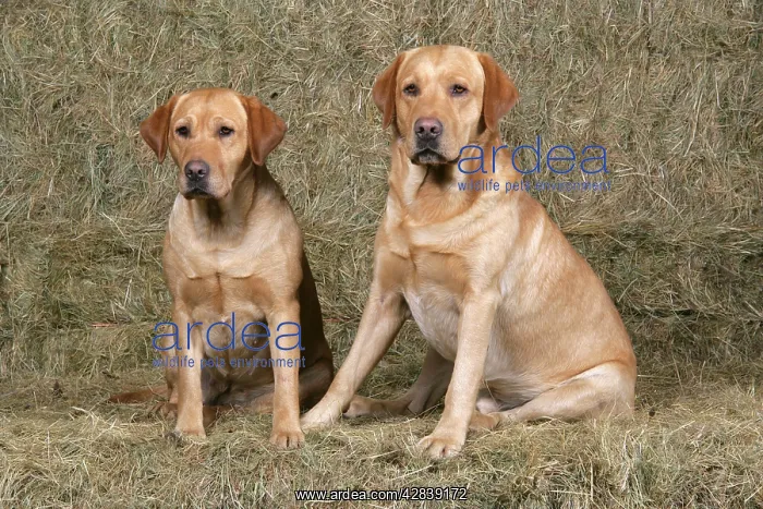 : Dogs - Yellow Labrador Retrievers sitting down on hay stacks : Dogs - Yellow Labrador Retrievers sitting down on hay stacks