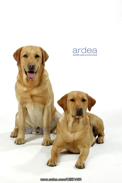 : Dogs - Yellow Labradors - male and female : Dogs - Yellow Labradors - male and female