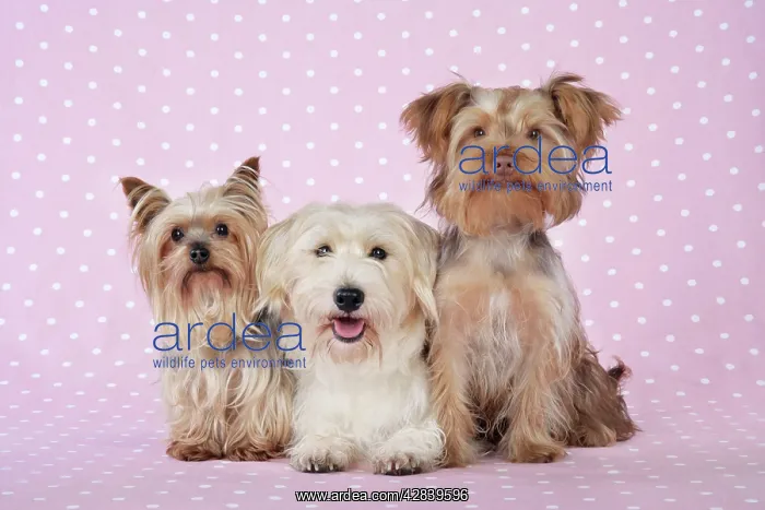 : Dogs - Yorkshire Terrier, Jack Russell terrier : Dogs - Yorkshire Terrier, Jack Russell terrier