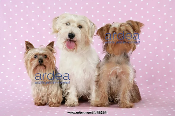 : Dogs - Yorkshire Terrier, Jack Russell terrier : Dogs - Yorkshire Terrier, Jack Russell terrier