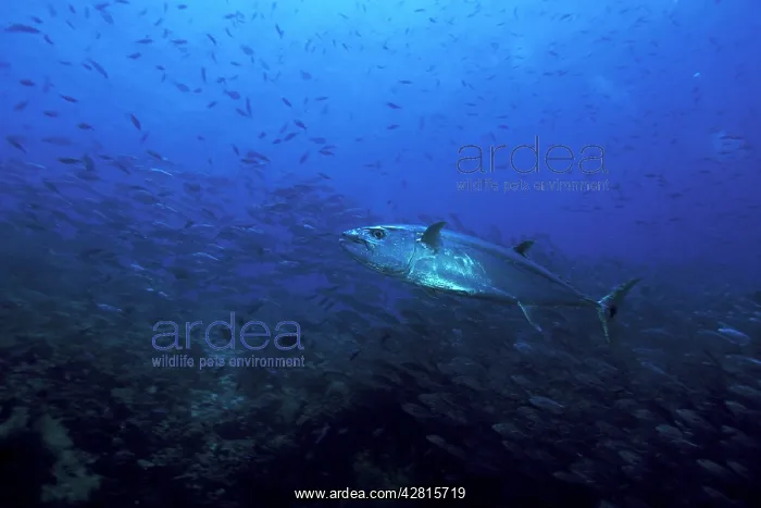 : Dogtooth tuna, Gymnosarda unicolor, Witu Islands, West New B : Dogtooth tuna, Gymnosarda unicolor, Witu Islands, West New B
