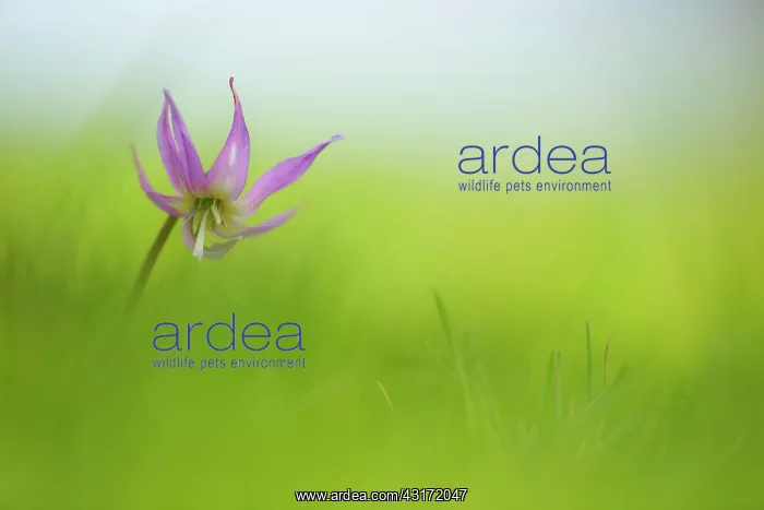 : Dogtooth Violet, Erythronium Kinfauns Pink, a single stem : Dogtooth Violet, Erythronium Kinfauns Pink, a single stem