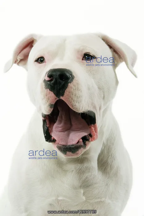 : Dogue Argentino / Argentinian Mastiff - with mouth open : Dogue Argentino / Argentinian Mastiff - with mouth open