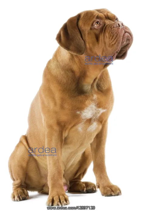  : Dogue de Bordeaux