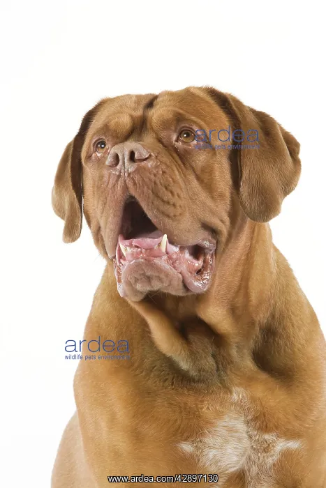  : Dogue de Bordeaux