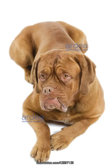  : Dogue de Bordeaux