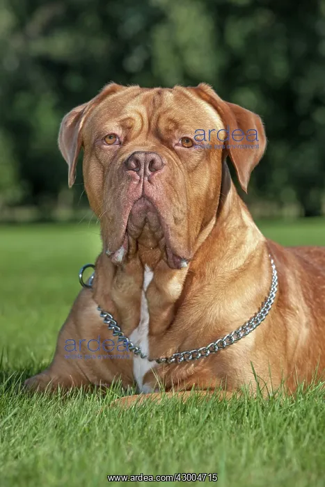 : Dogue de Bordeaux : Dogue de Bordeaux