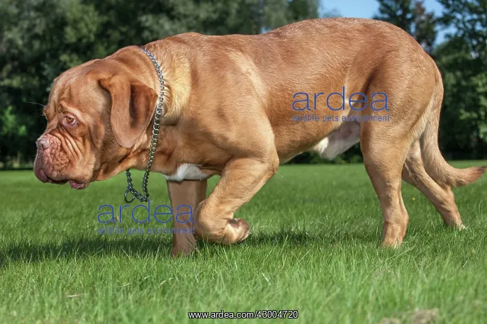 : Dogue de Bordeaux : Dogue de Bordeaux