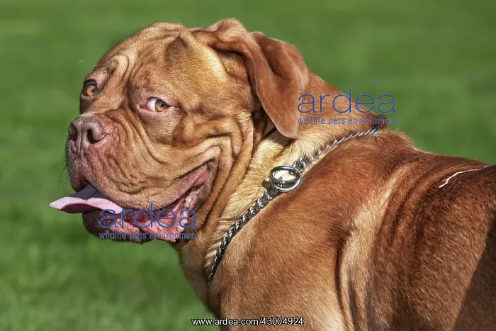 : Dogue de Bordeaux : Dogue de Bordeaux