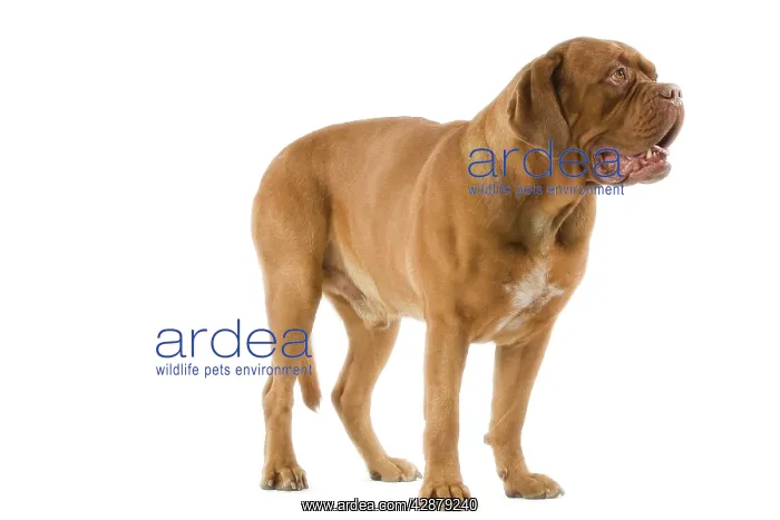  : Dogue de Bordeaux  /  Bordeaux  /  French Mastiff