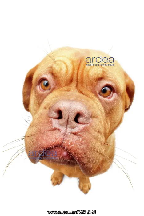 : Dogue de Bordeaux, Bordeaux Mastiff or French Mastiff : Dogue de Bordeaux, Bordeaux Mastiff or French Mastiff