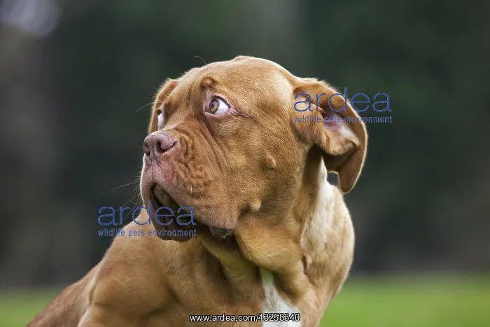 : Dogue de Bordeaux, French Mastiff, Bordeauxdog : Dogue de Bordeaux, French Mastiff, Bordeauxdog