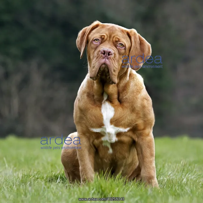 : Dogue de Bordeaux, French Mastiff, Bordeauxdog : Dogue de Bordeaux, French Mastiff, Bordeauxdog