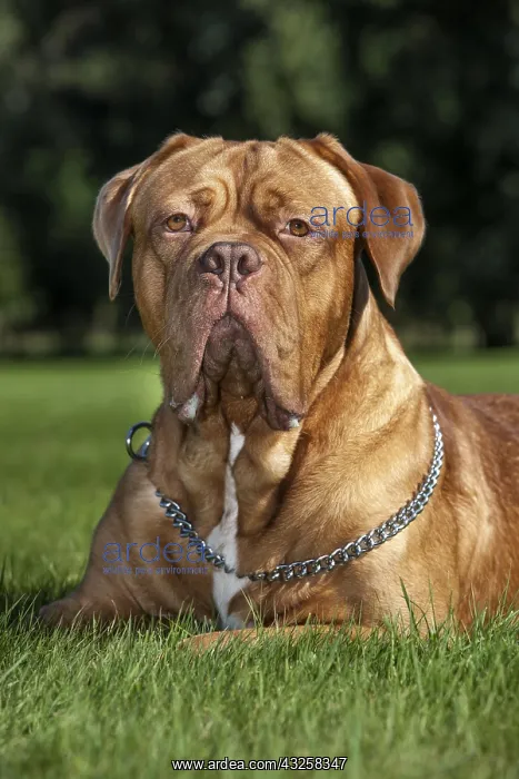 : Dogue de Bordeaux, French Mastiff, Bordeauxdog : Dogue de Bordeaux, French Mastiff, Bordeauxdog