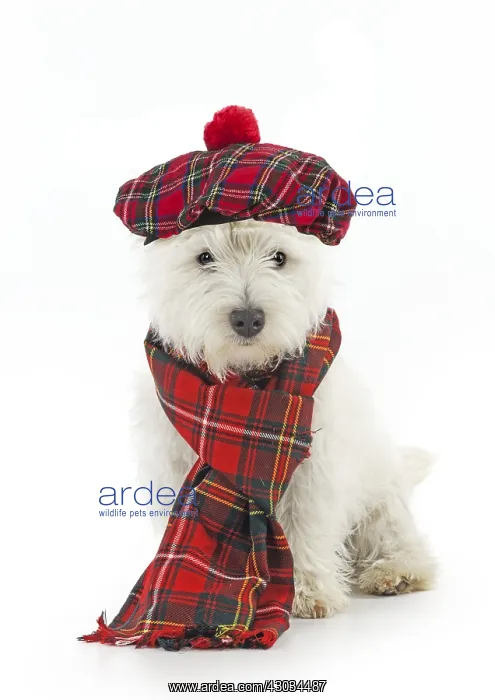  : DOG.West highland white terrier puppy wearing