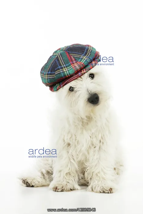 : DOG.West highland white terrier puppy wearing tartan hat : DOG.West highland white terrier puppy wearing tartan hat