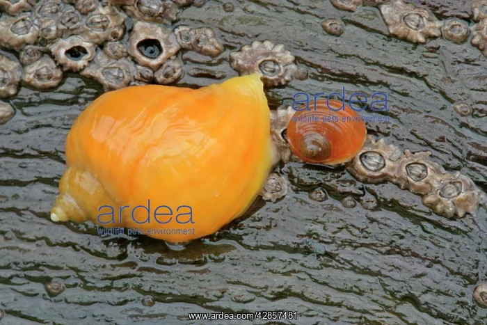 : Dogwhelk - colourful dogwhelk on a rock at low tide : Dogwhelk - colourful dogwhelk on a rock at low tide