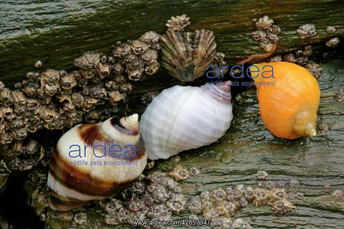 : Dogwhelks - colourful individuals on a rock at low tide : Dogwhelks - colourful individuals on a rock at low tide